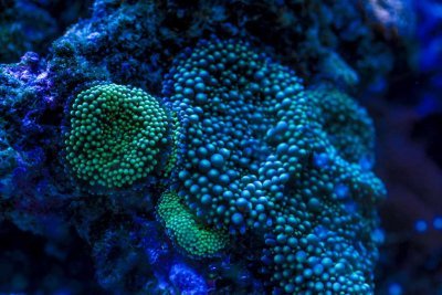 Salt Water Aquarium Services, Coral Reef Specialty