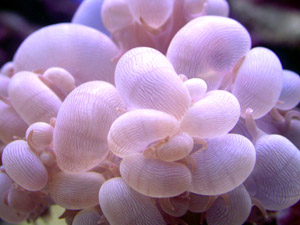 Live Rock and Corals